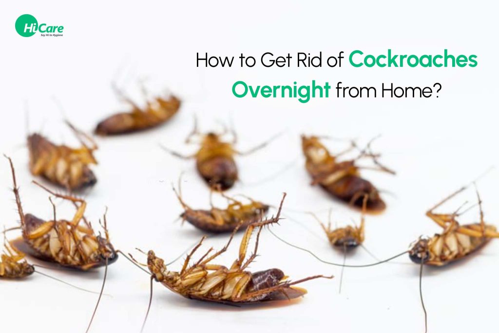 How To Get Rid Of Small Cockroaches In Kitchen