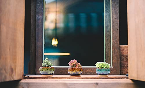 Best Pots For Succulents